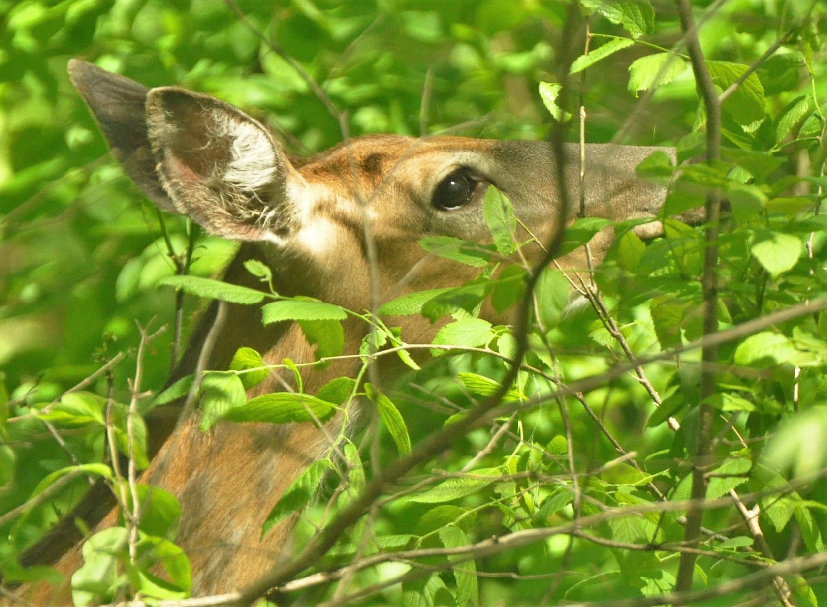 Foraging doe